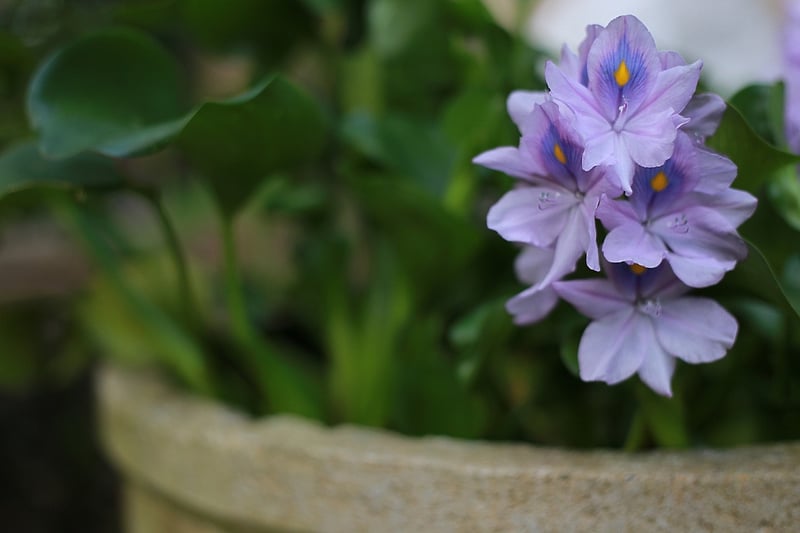 Eco-friendly planters